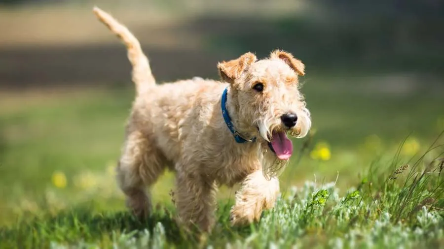 Lakeland Terrier